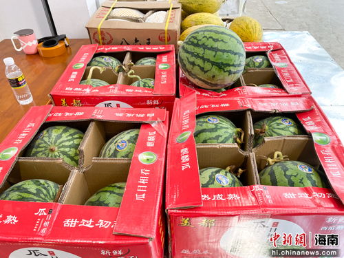 海口市菜籃子江楠農(nóng)產(chǎn)品批發(fā)市場開業(yè)，助力農(nóng)產(chǎn)品流通與區(qū)域經(jīng)濟(jì)發(fā)展